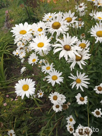 Лилейники, анемона, ромашка фр