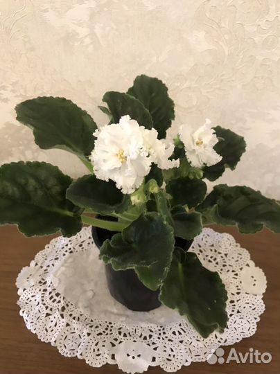 Фиалки сортовые цветущие