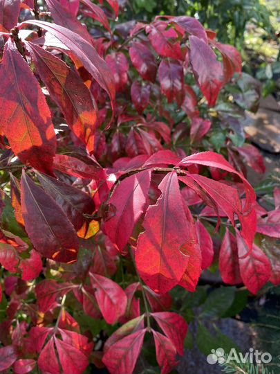 Бересклет крылатый