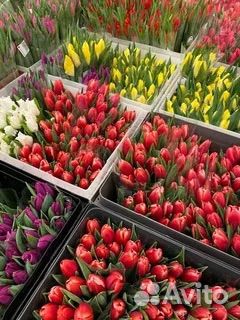 Тюльпаны к 8 марта оптом, розница