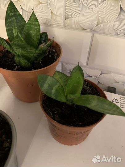 Сансивиерия