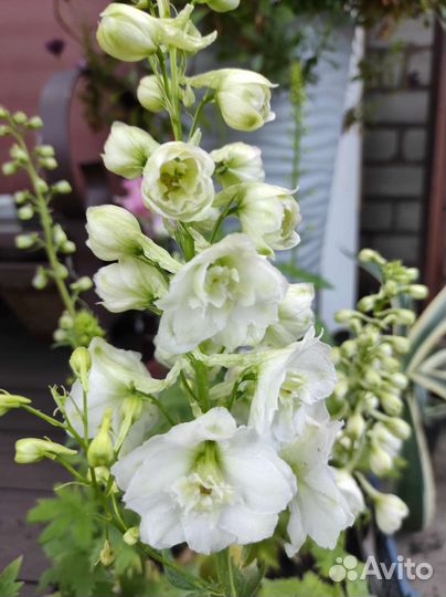 Модные и редкие цветы для открытого грунта