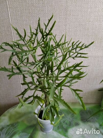 Комнатные цветы