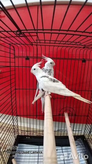 Безщёкие кореллы