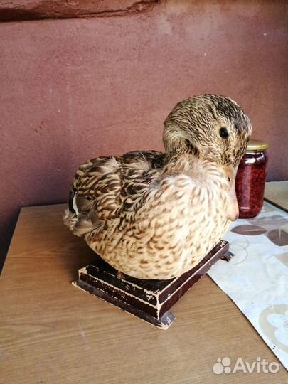 Чучело утки. СССР