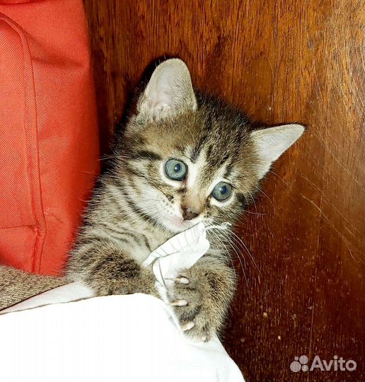 Кошки-шпротинки в добрые руки