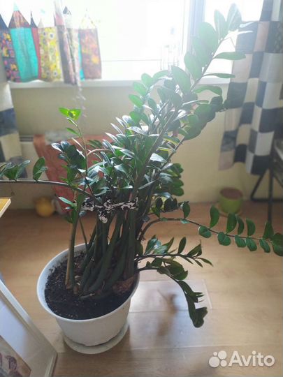 Замиокулькас