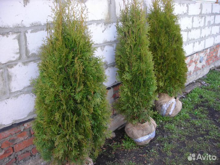 Туя Смарагд колоновидная