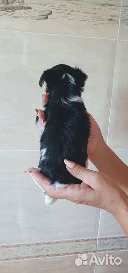 Щенки бивер йорка мини