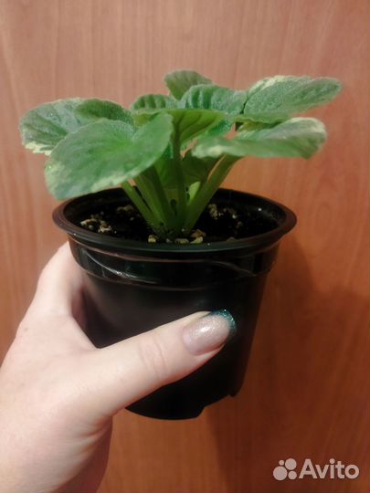 Фиалка Белый жемчуг