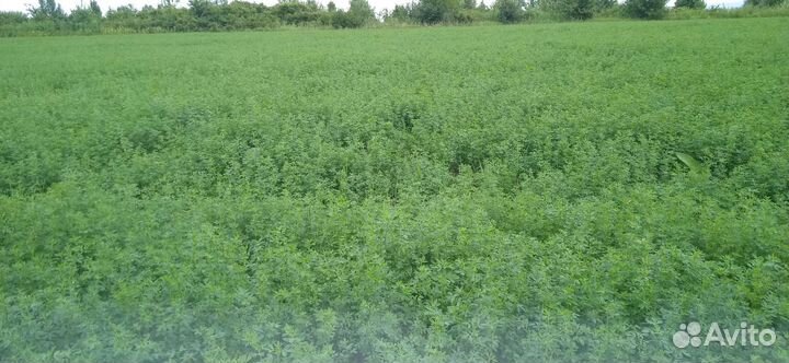 Сено люцерны в тюках