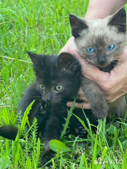 Котята в дар бесплатно