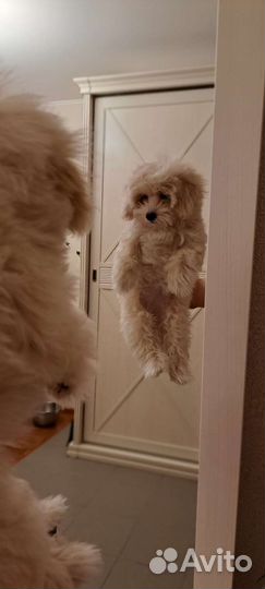 Щенки Мальтипу ф1