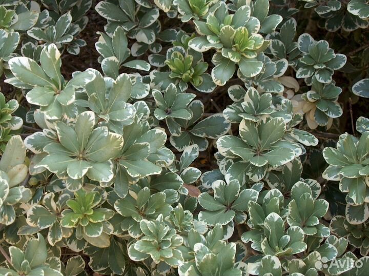 Питтоспорум Тобира Вариегатный