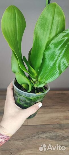 Орхидея Liodoro