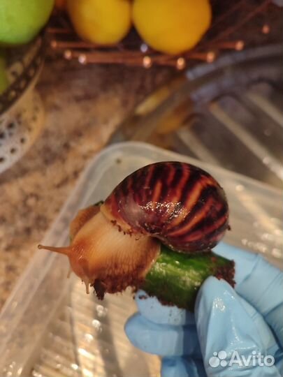 Улитки ахатины