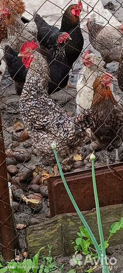 Продаются петухи