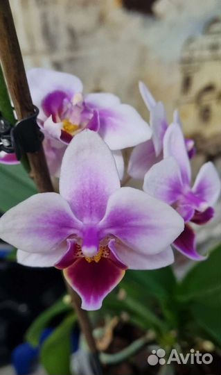Орхидея фаленопсис