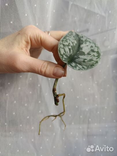 Сциндапсус пиктус