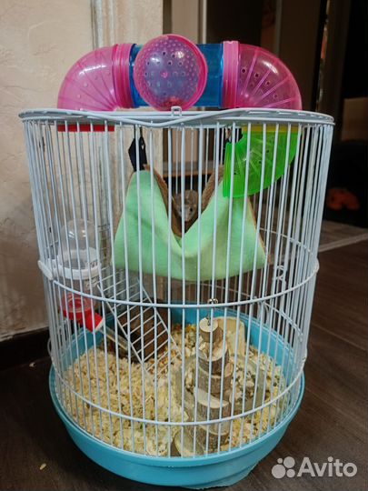 Иглистые мыши