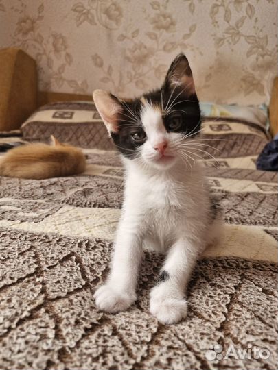 Котята в добрые руки бесплатно