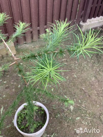 Лиственница