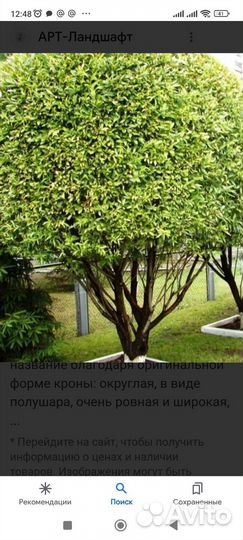 Ива шаровидная