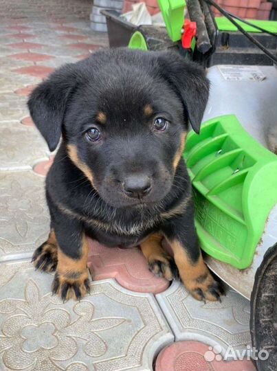 Щенки помесного ротвейлера (девочки)