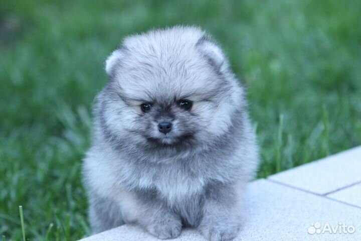 Шпиц девочка