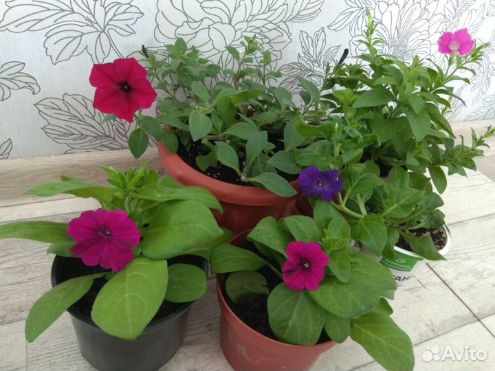 Рассада петунии