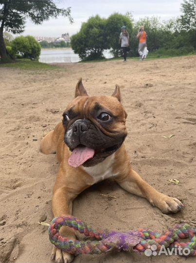 Мужчина француз ищет француженку