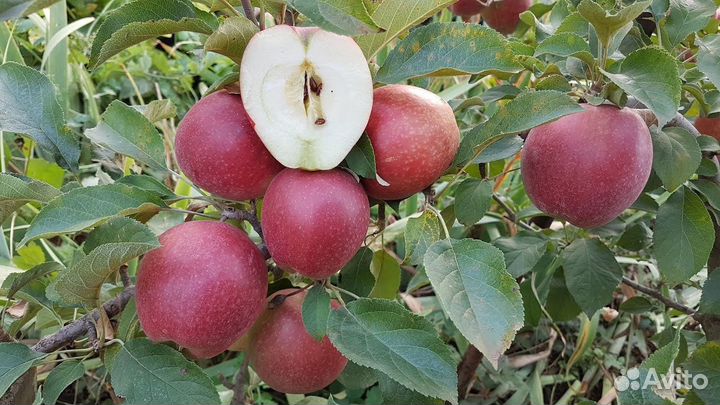 Синап Алма - Атинский саженцы