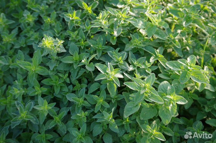 Душица (Орегано)