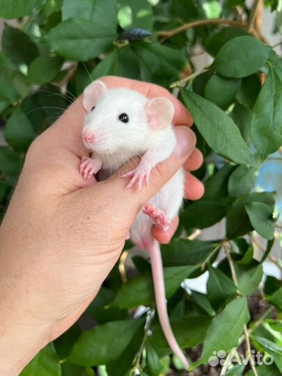 Крыса дамбо