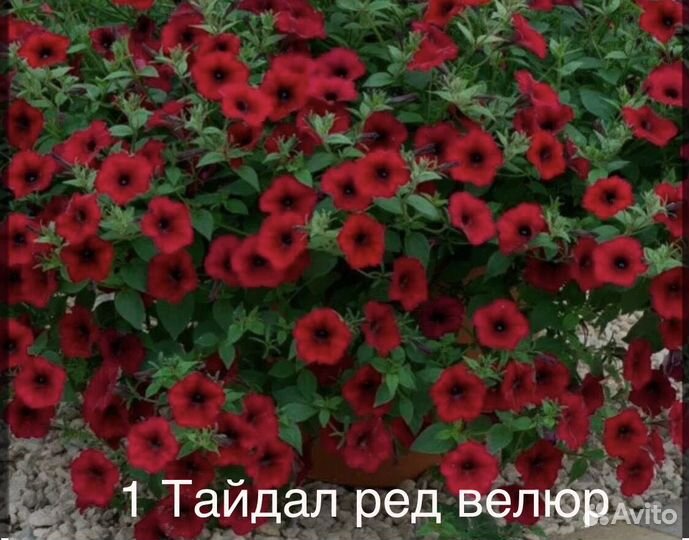 Рассада ампельной петунии