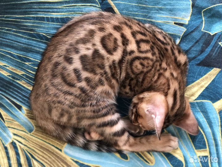 Бенгальская девочка