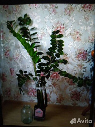 Замиокулькас