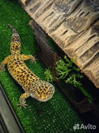 Эублефар взрослый самец