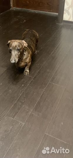 Щенки бесплатно