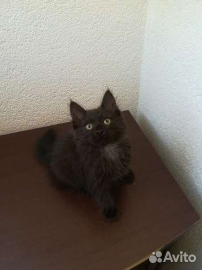 Кошка стерилизованная