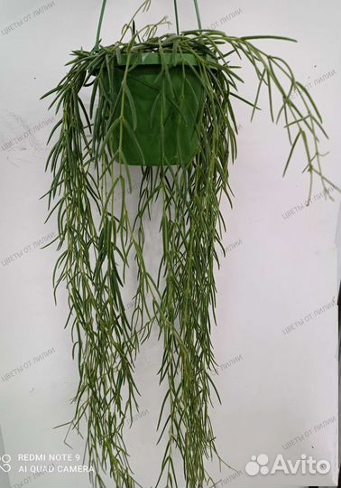 Хойя Линеарис 14/70-80 см