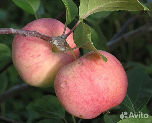 Саженцы плодово-ягодных культур