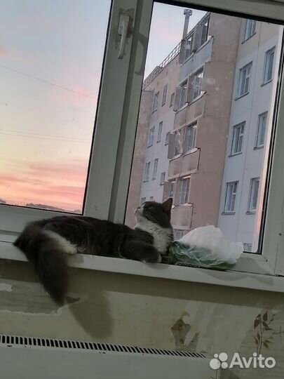 Кошка ищет дом