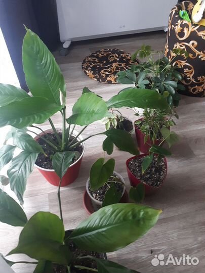 Комнатные растения цветы