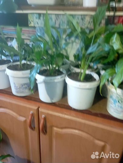 Спатифиллум