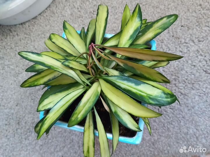 Хойя сортовая