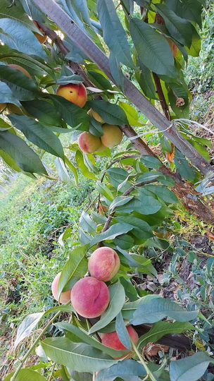 Участок 40 сот. (СНТ, ДНП)