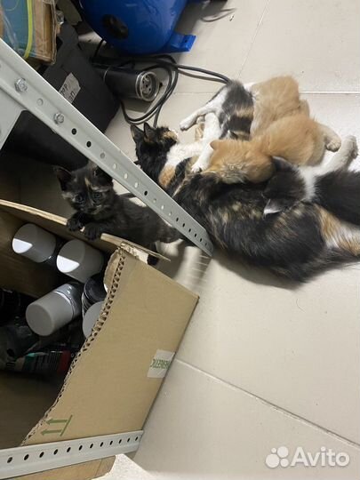 Котята бесплатно