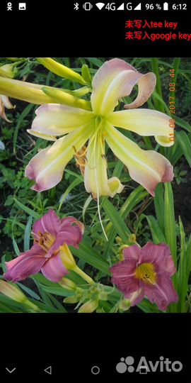 Лилейники, ирисы