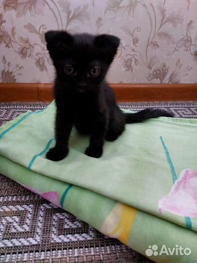 Вислоухие котята в добрые руки